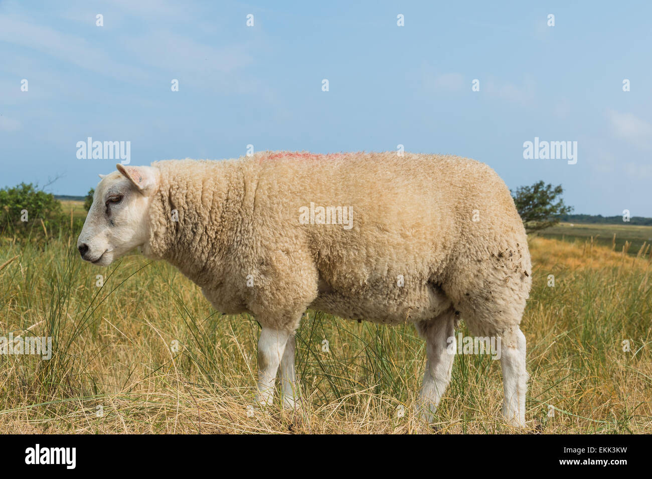 Una pecora tranquillamente mangiare erba in estate in una giornata calda. Foto Stock