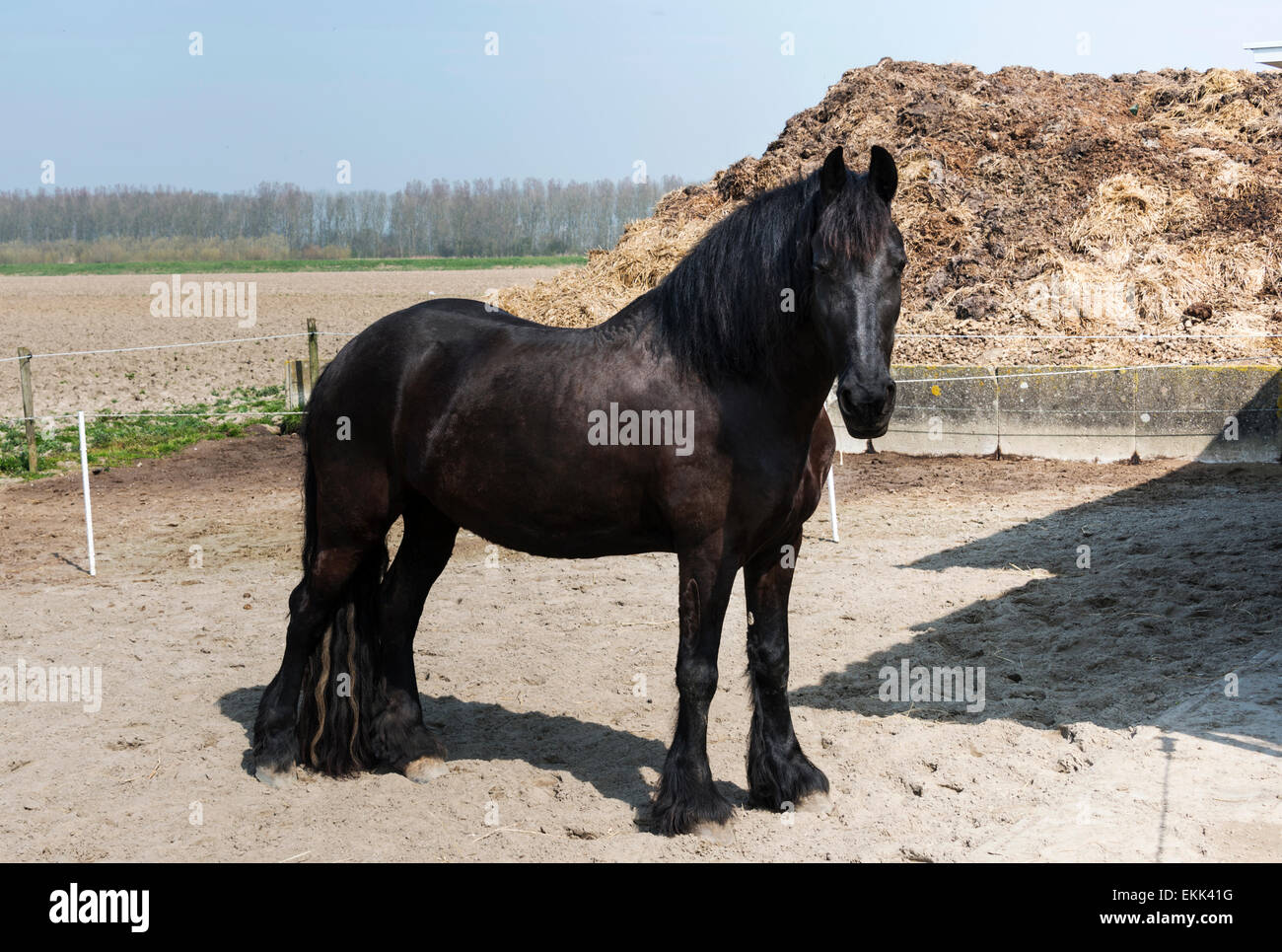 In piedi cavallo marrone mammifero in piedi nel campo con il blu del cielo come sfondo Foto Stock