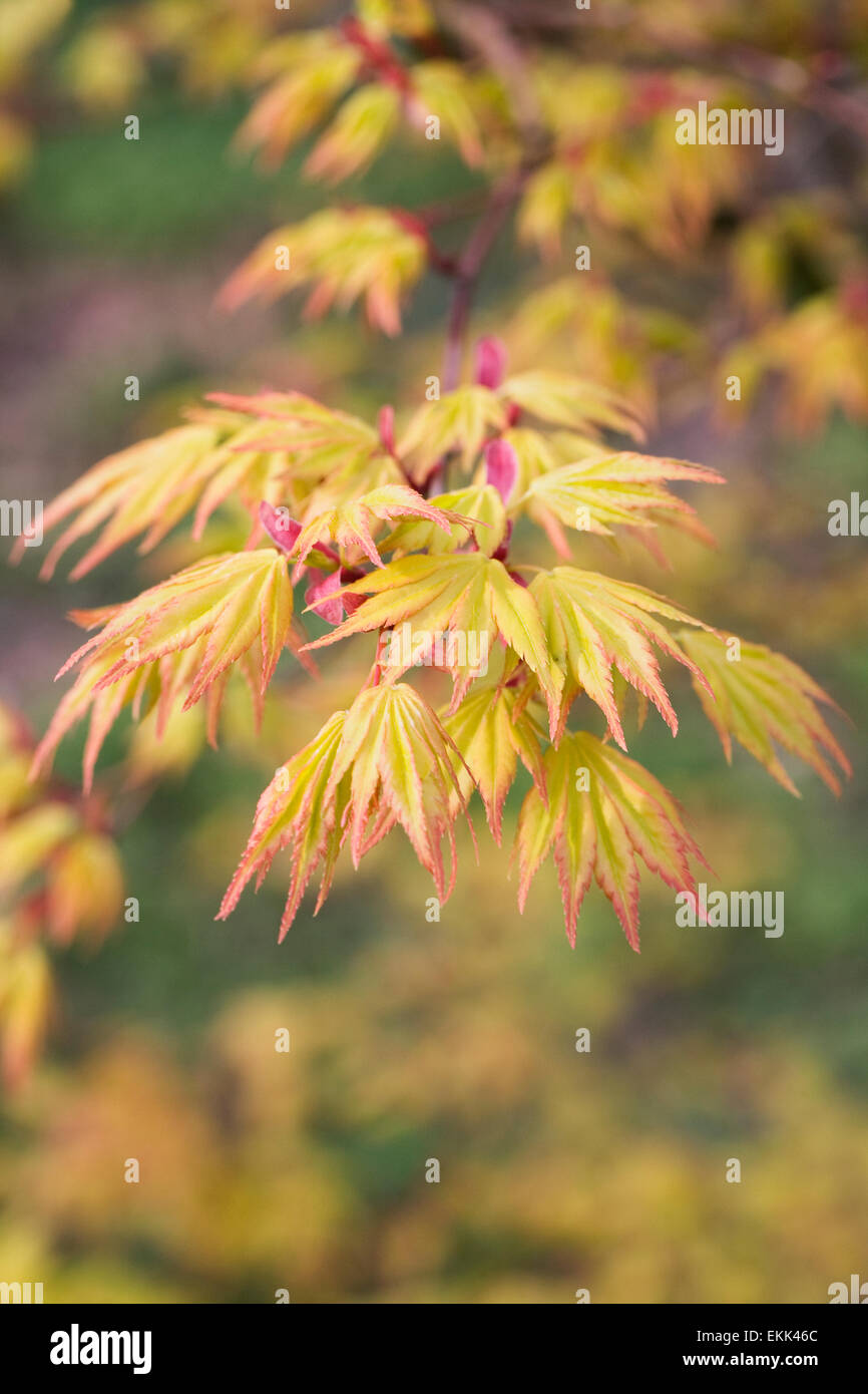 Acer palmatum "Orange Dream' foglie in primavera. Foto Stock