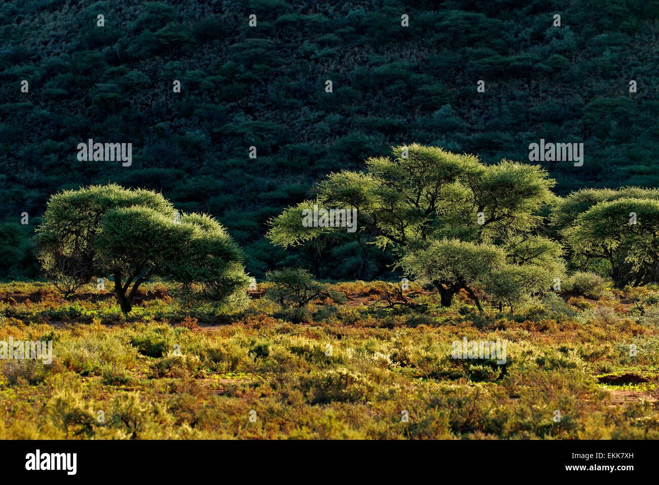 Paesaggio con alberi di acacia nel tardo pomeriggio di luce, Mokala National Park, Sud Africa Foto Stock