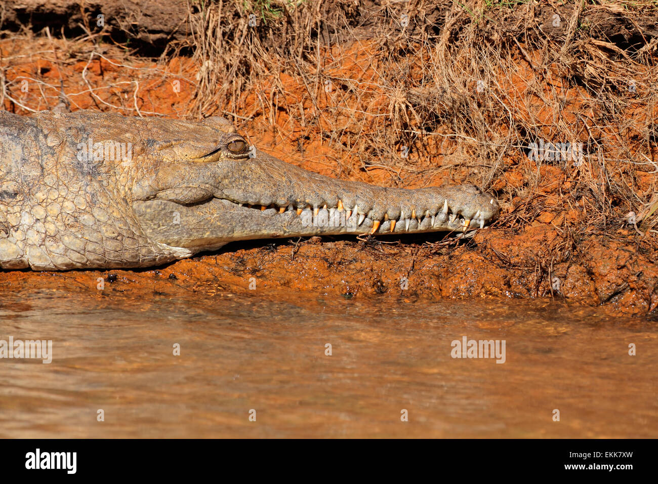 Coccodrillo di acqua dolce (Crocodylus johnstoni), il Parco Nazionale Kakadu, Territorio del Nord, l'Australia Foto Stock
