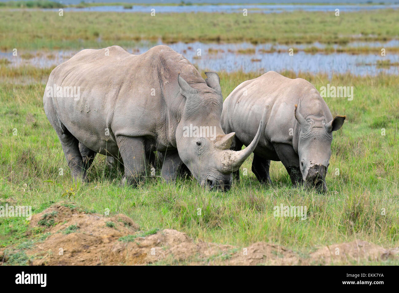 Rinoceronte bianco (Ceratotherium simum) alimentazione nella prateria aperta, Lake Nakuru National Park, Kenya Foto Stock