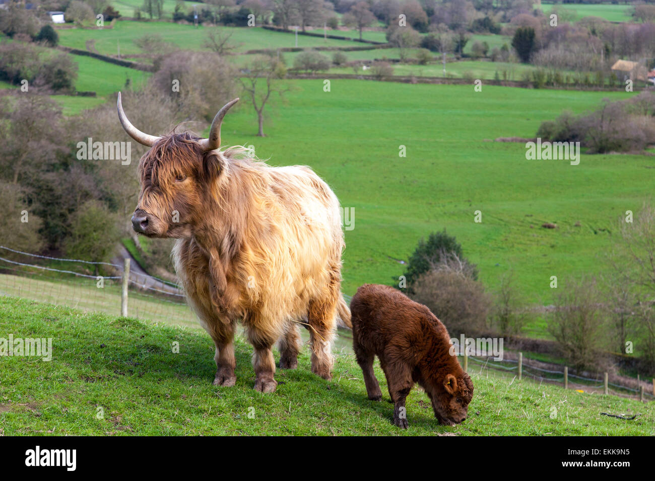 Crich, Derbyshire, U.K.11 aprile 2015. Un giorno di aprile docce e sole primaverile per un altopiano di mucca con vitello in un'azienda agricola Amber Valley vicino al Derbyshire village di Crich, Credito: Mark Richardson/Alamy Live News Foto Stock