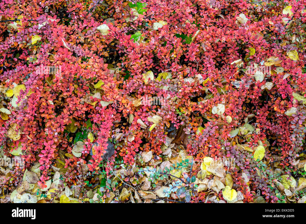 Ricco multicolore Berberis thunbergii le foglie in autunno Foto Stock