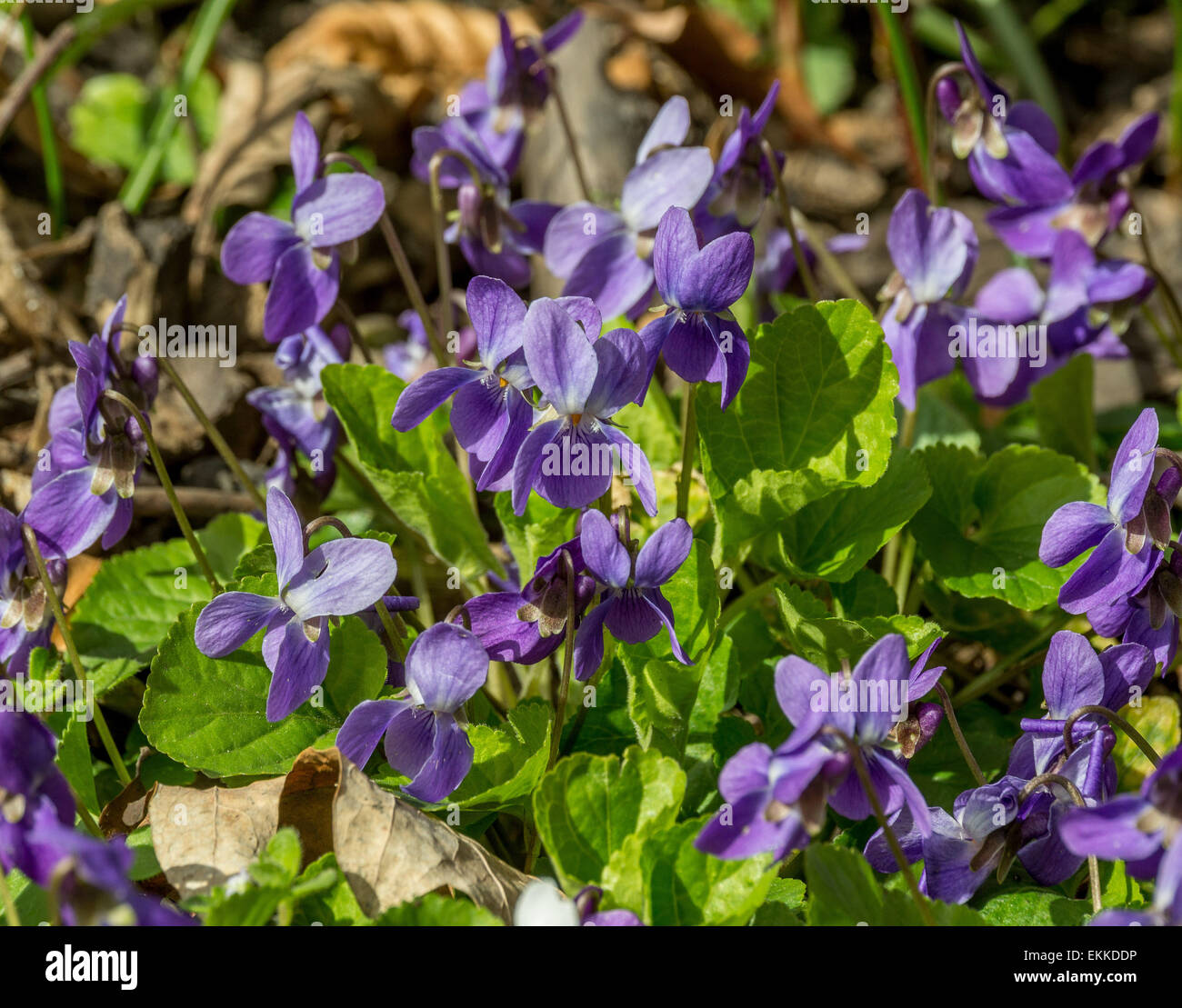 Fiori Viola Viola odorata close up Foto Stock