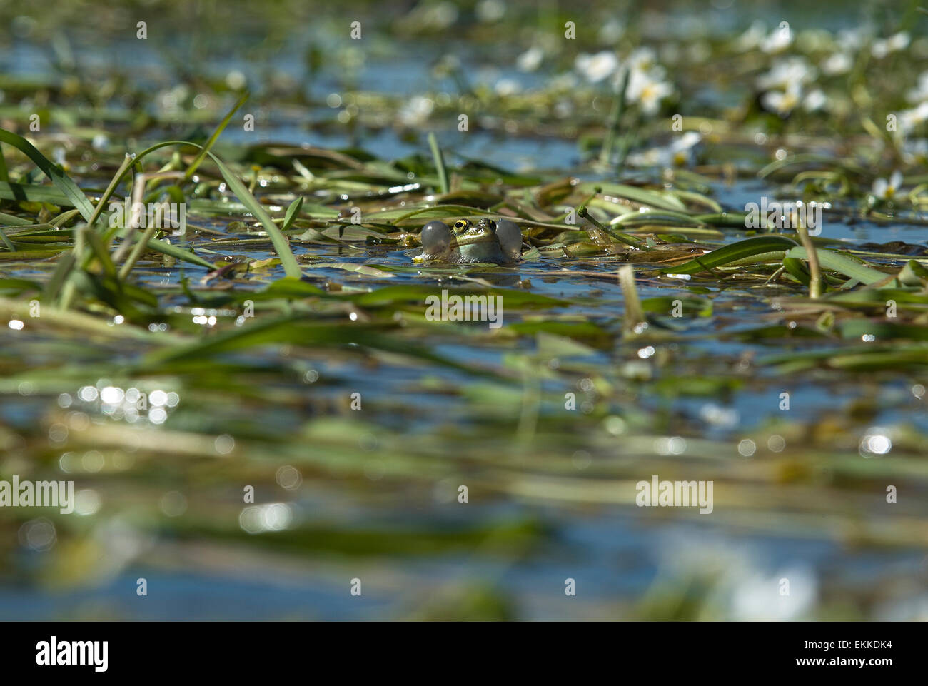 Rana poco seduta al di sopra della vegetazione di stagno, vicino all'acqua Valdesalor, Caceres, Estremadura, Spagna Foto Stock