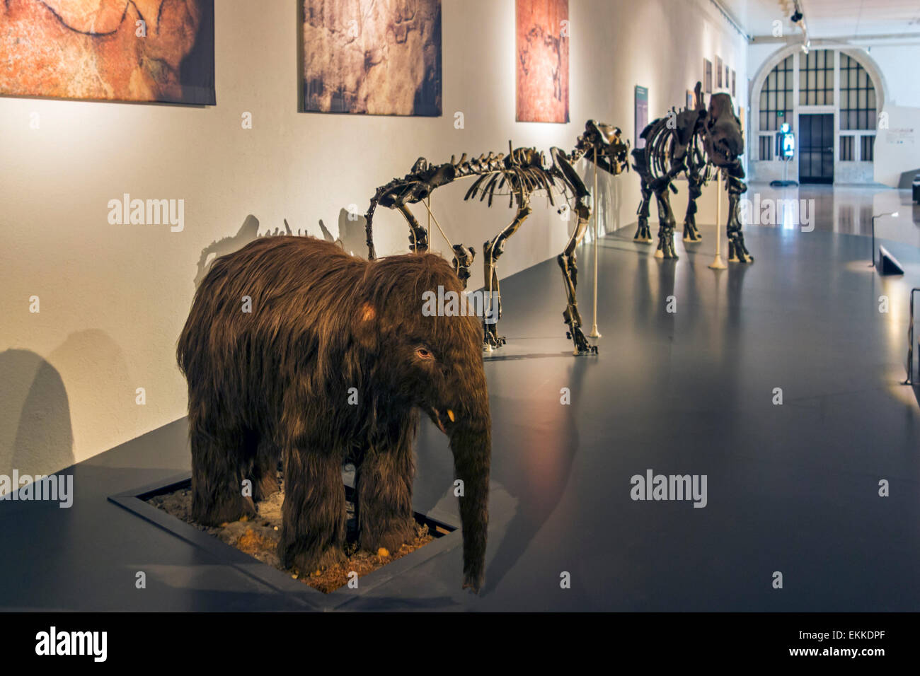Baby mammut lanosi e scheletri di altri animali preistorici nel parco del Cinquantenario Museo a Bruxelles, in Belgio Foto Stock
