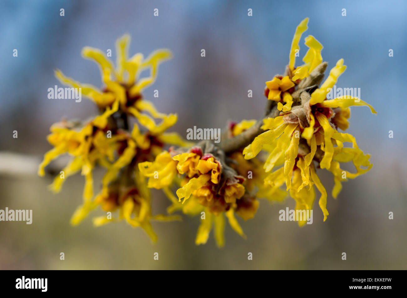 Amamelide fiore giallo Hamamelis mollis Foto Stock