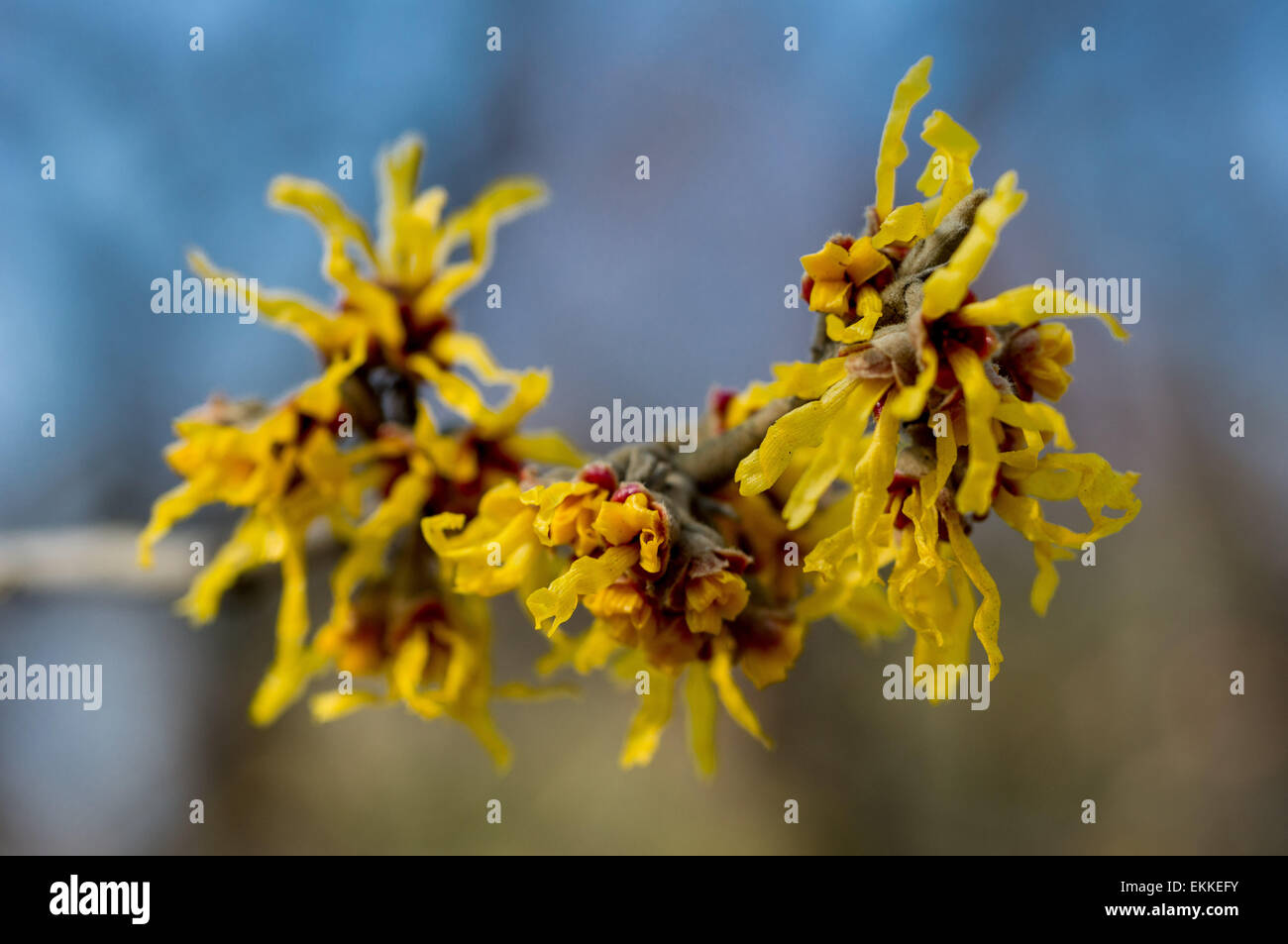 Amamelide fiore giallo Hamamelis mollis Foto Stock