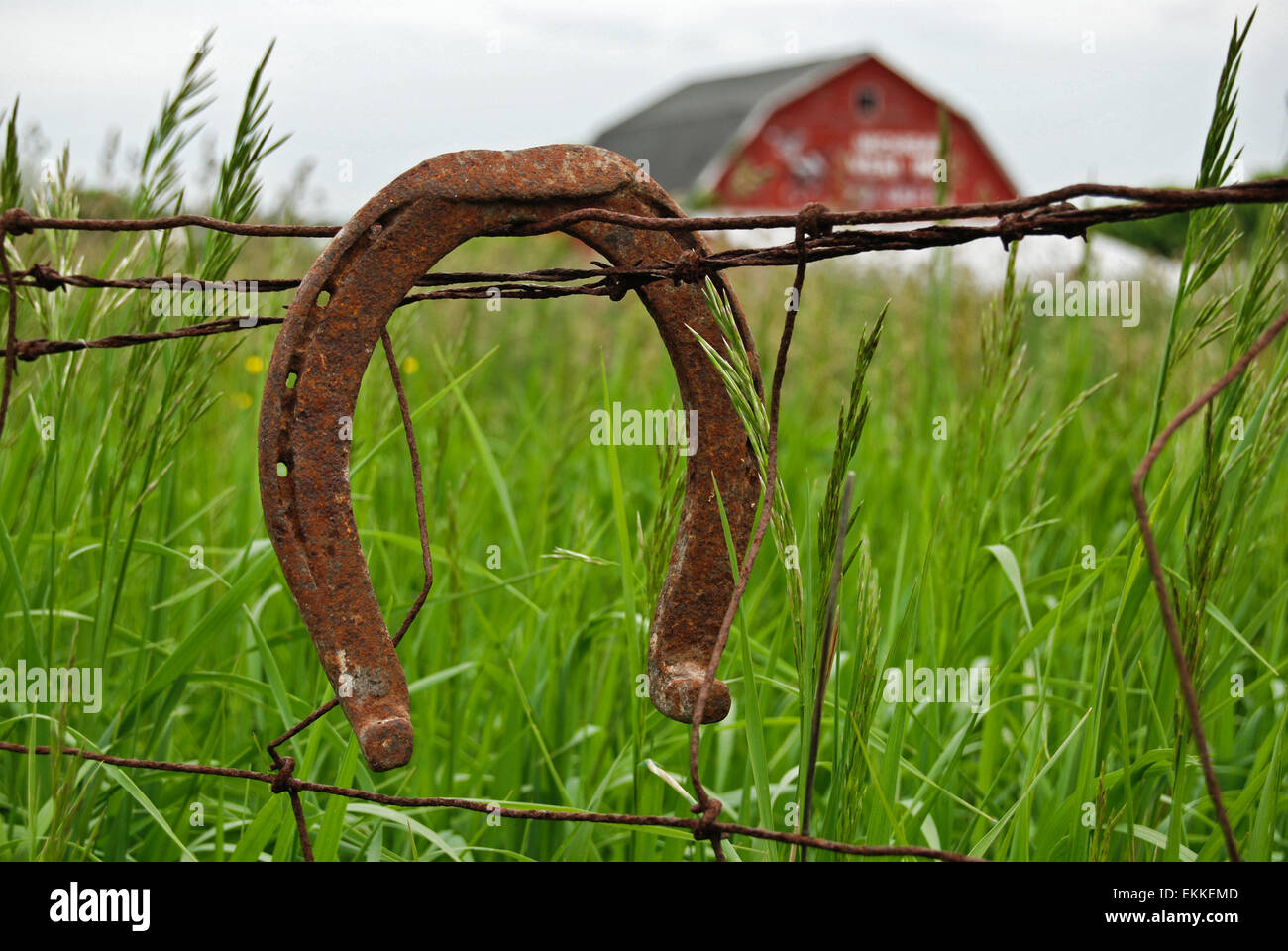 Ruggine sul ferro di cavallo barbwire recinto con erbacce. Foto Stock