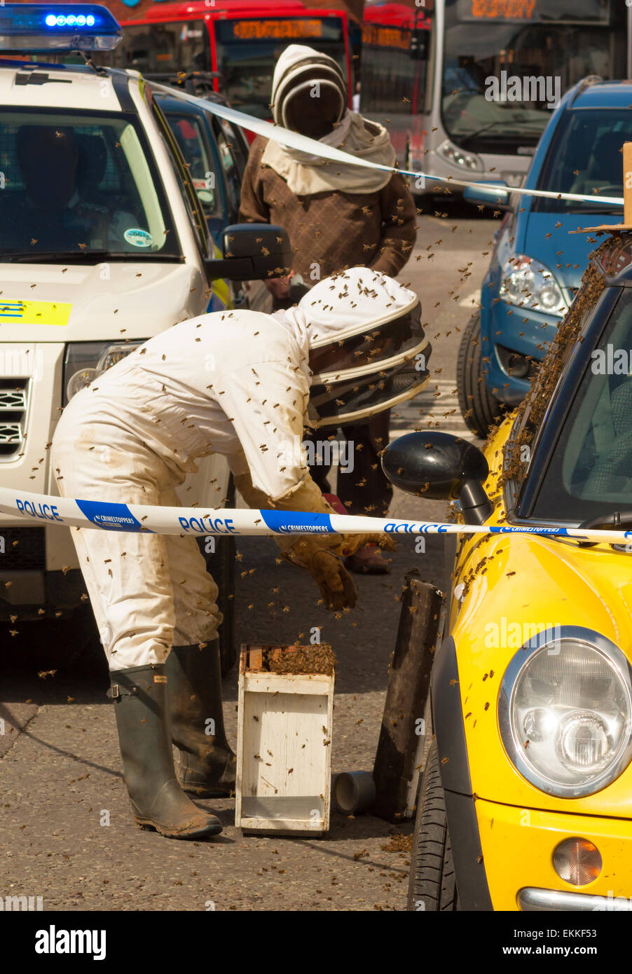 Api sciamano su un giallo auto in Wimborne, Dorset. La polizia del traffico di tenere a bada mentre gli apicoltori a rimuovere il sciame Foto Stock