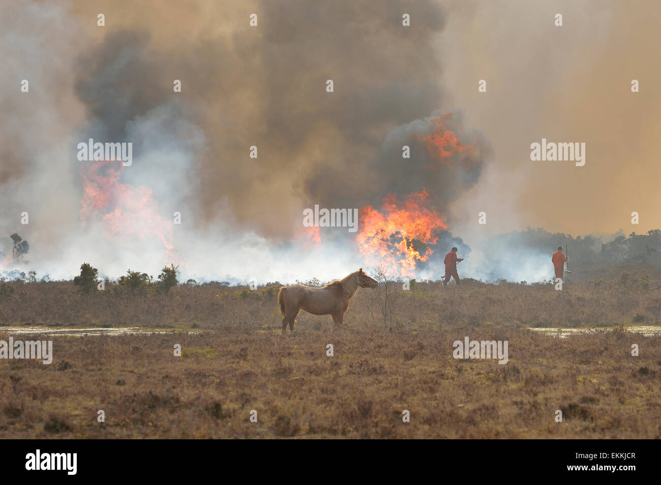 Combustione controllata di macchia a New Forest guardato da un pony Foto Stock