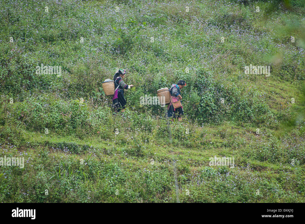 Persone di minoranze etniche a piedi attraverso le montagne in Vietnam. Foto Stock