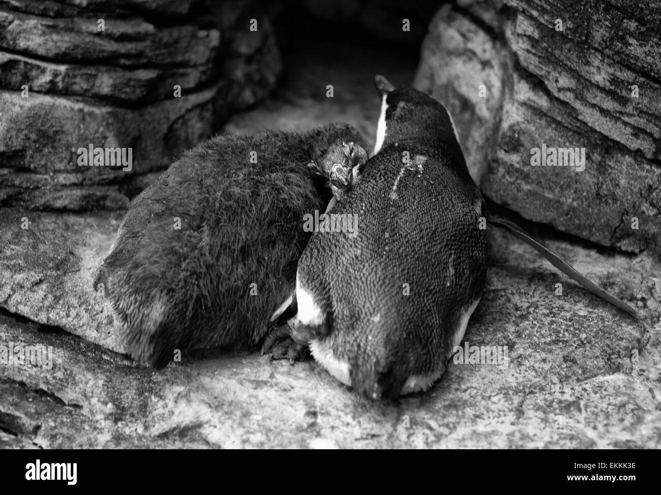 In bianco e nero di uccelli o Spheniscus magellanicus su Oceanarium di Lisbona, Portogallo Foto Stock