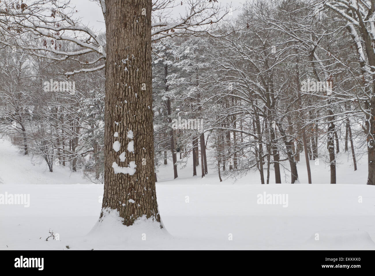 Un albero di quercia con una faccia felice fatta di neve si erge davanti ofa alberata collina ricoperta di neve fresca Foto Stock