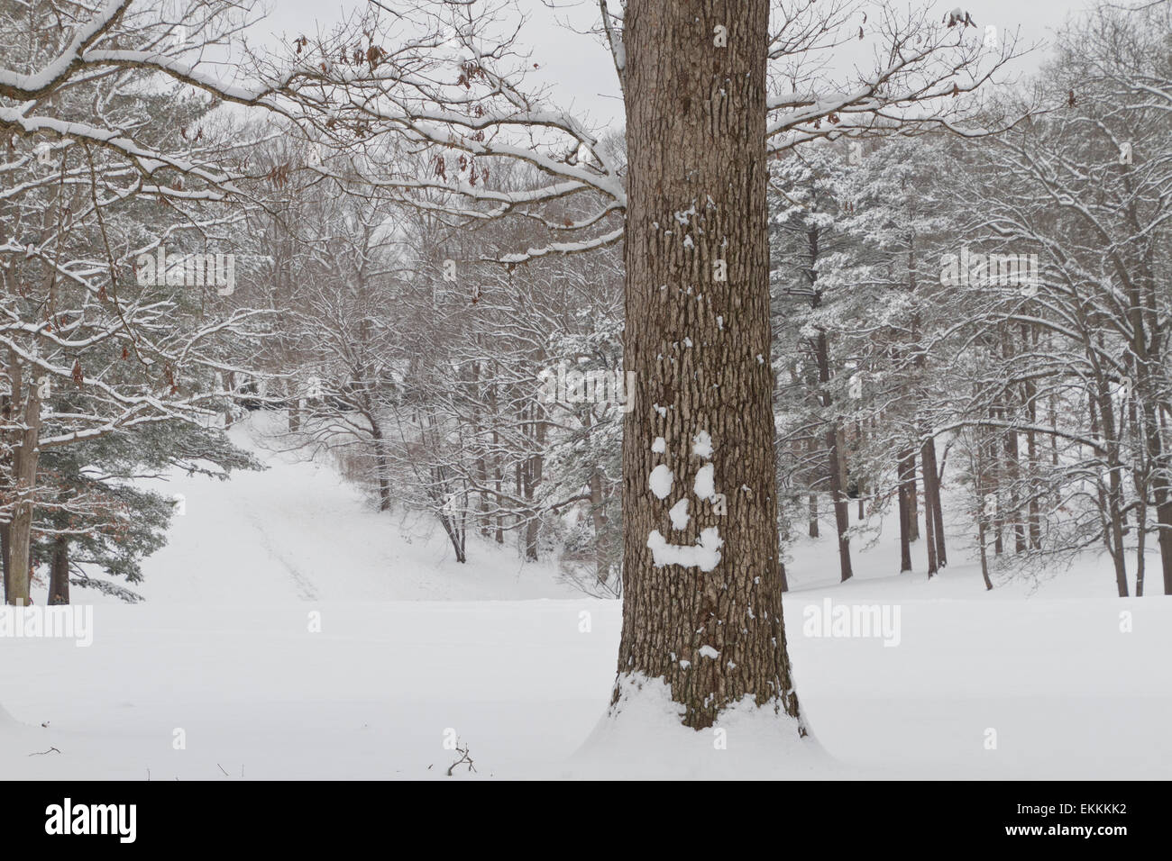 Un albero di quercia con una faccia felice fatta di neve si erge davanti ofa alberata collina ricoperta di neve fresca Foto Stock