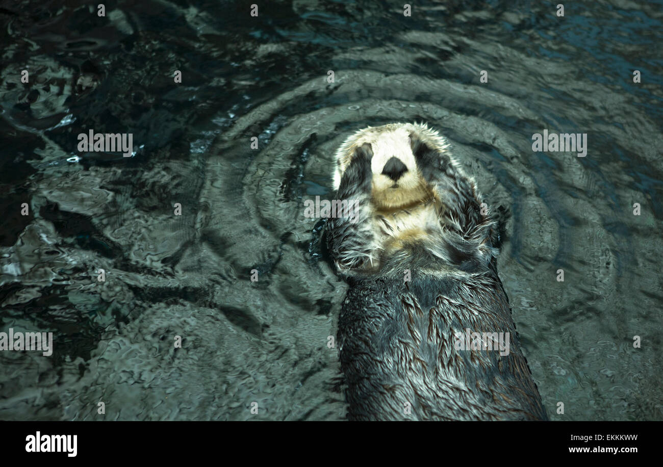Le lontre marine a giocare e mangiare in Lisbon Oceanarium Portogallo Foto Stock