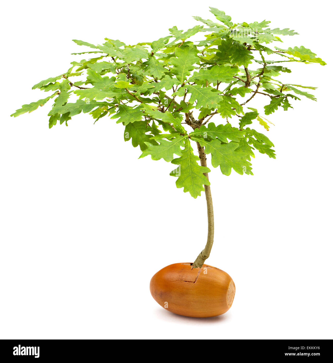 Concettuale immagine manipolata di un possente quercia Quercus robur crescente al di fuori di un piccolo acorn su sfondo bianco Foto Stock