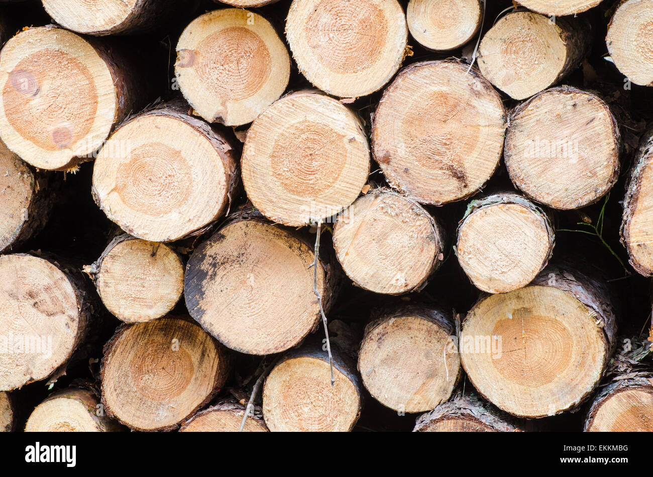 Pila di legno tagliato in foresta Foto Stock