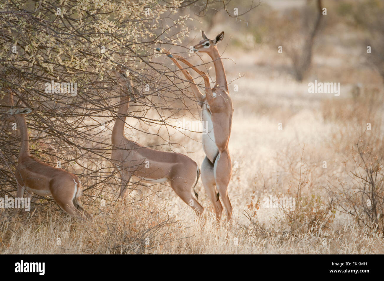 Gerenuk da boccole. Uno in piedi, alimentazione. Foto Stock