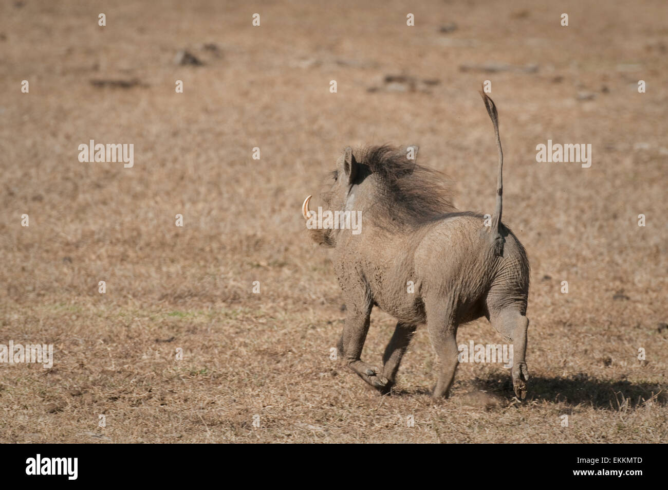 Warthog in esecuzione con coda up-dalla parte posteriore Foto Stock Warthog in esecuzione con coda up-dalla parte posteriore Foto Stock