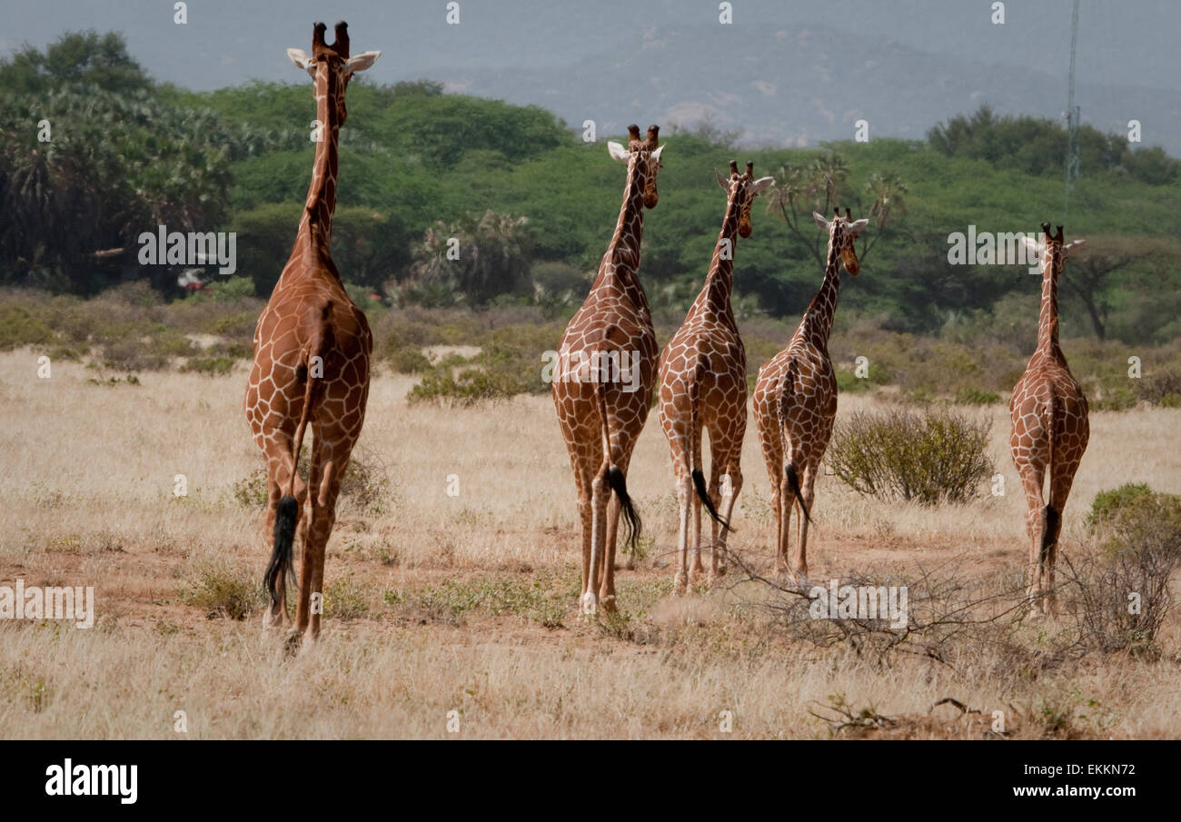 Le giraffe reticolate a camminare in una linea Foto Stock