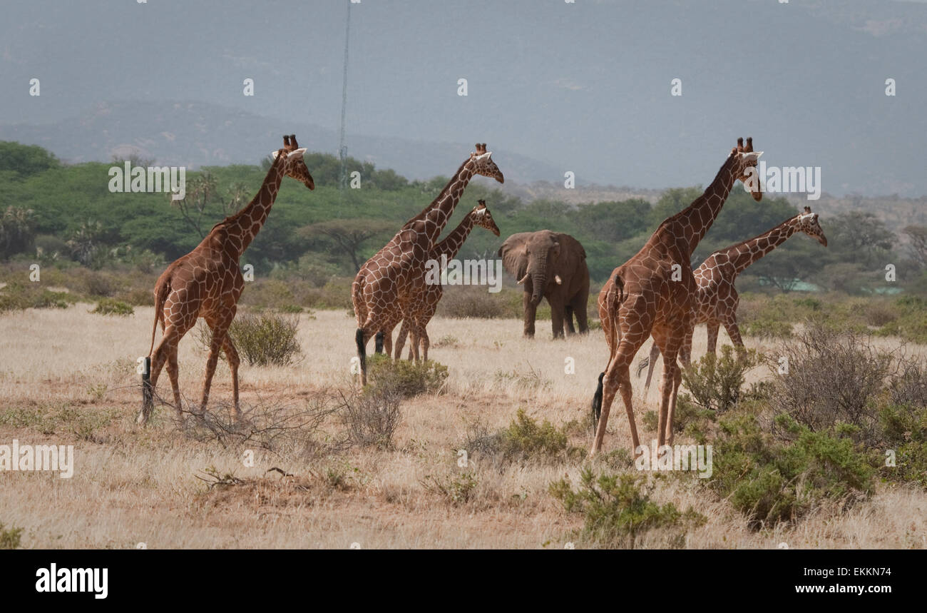 Le giraffe reticolate a piedi con elefante in background Foto Stock
