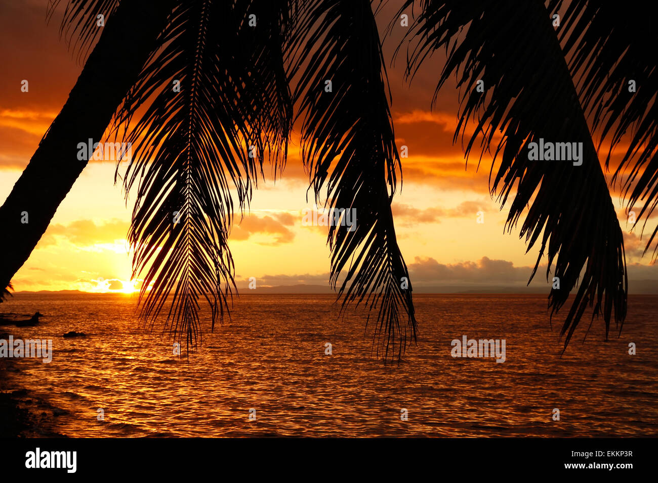 Stagliano Palm tree su una spiaggia, Vanua Levu isola, Figi e Sud Pacifico Foto Stock