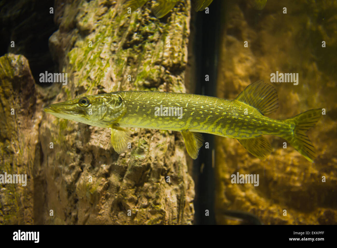 Foto subacquee di un grosso luccio (Esox lucius) Foto Stock