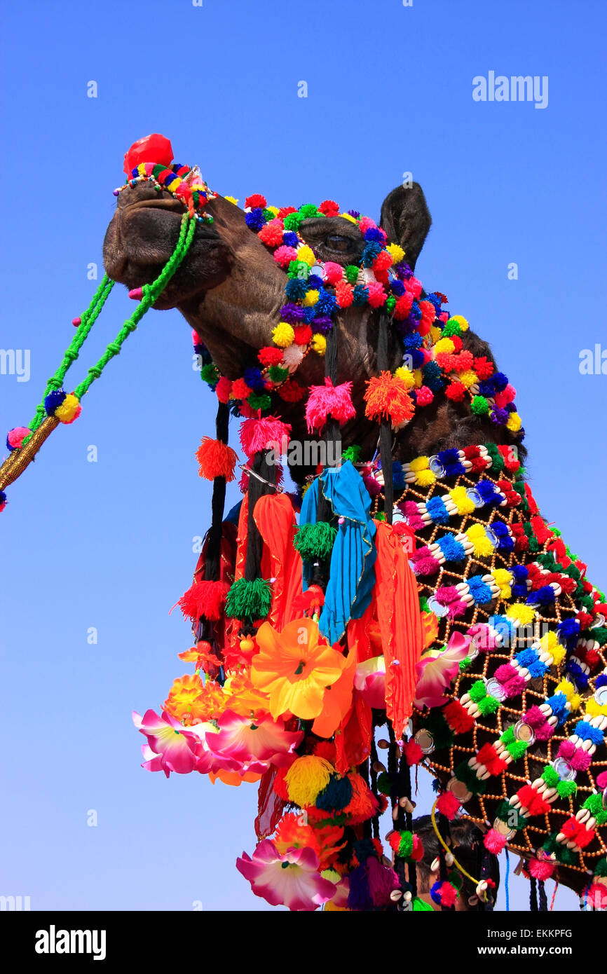 Ritratto di decorate camel presso il Desert Festival Jaisalmer, Rajasthan, India Foto Stock
