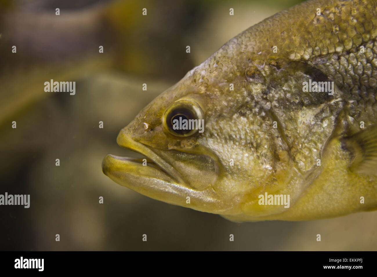 Un LARGEMOUTH BASS, micropterus salmoides, galleggia immobile, close-up Foto Stock