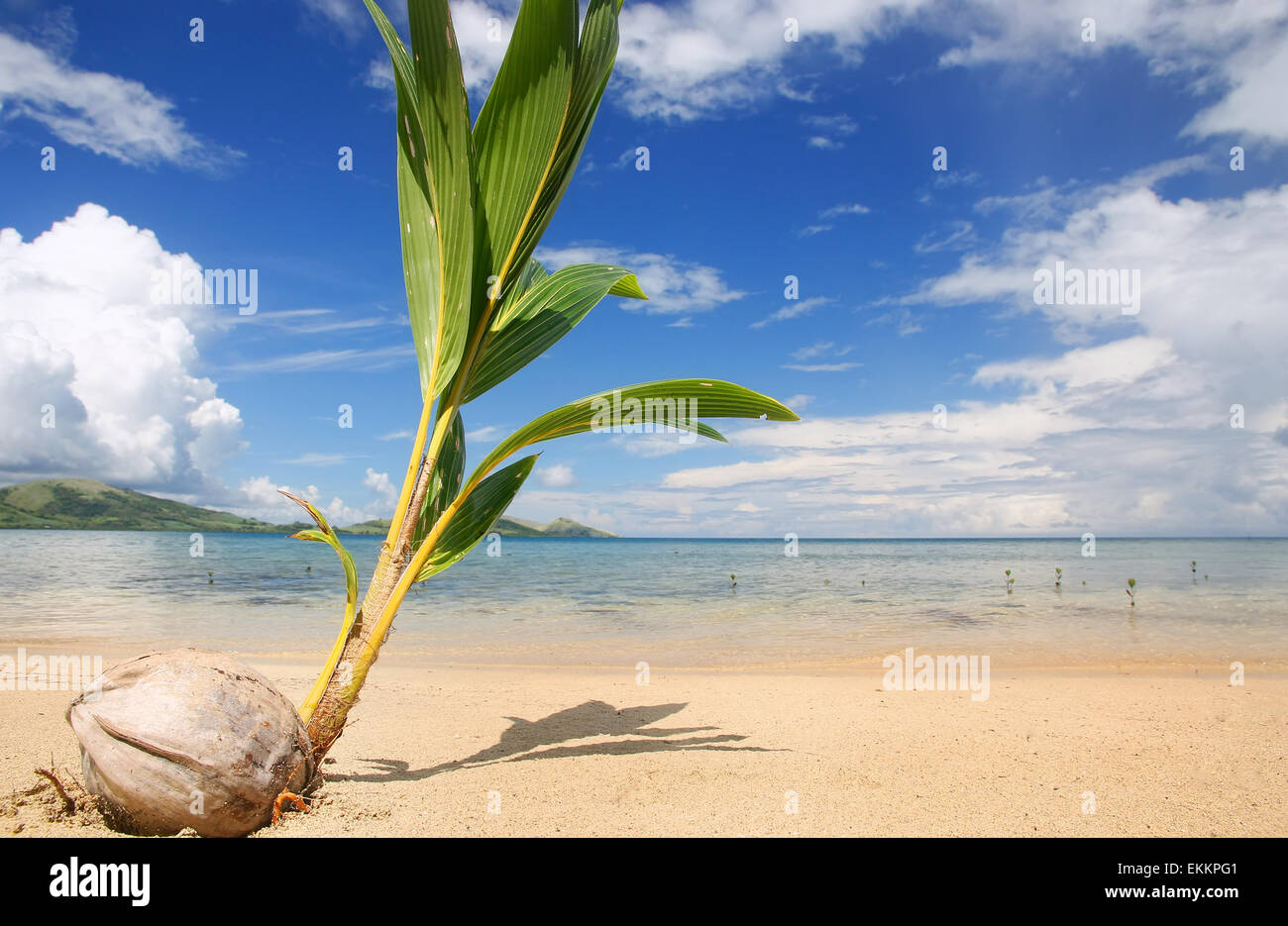 Palm tree germoglio su una spiaggia tropicale, Nananu-i-Ra isola, Figi e Sud Pacifico Foto Stock