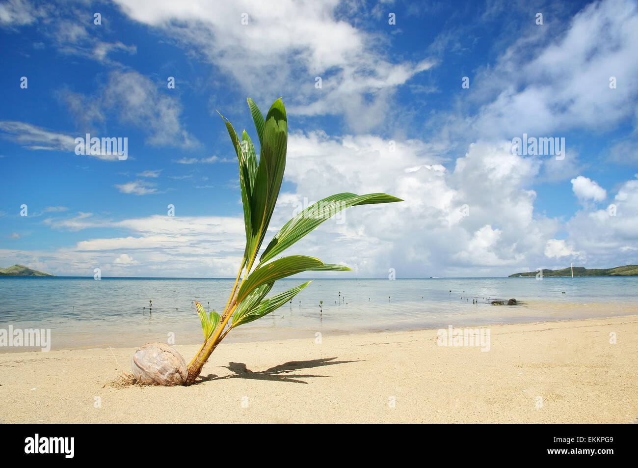 Palm tree germoglio su una spiaggia tropicale, Nananu-i-Ra isola, Figi e Sud Pacifico Foto Stock