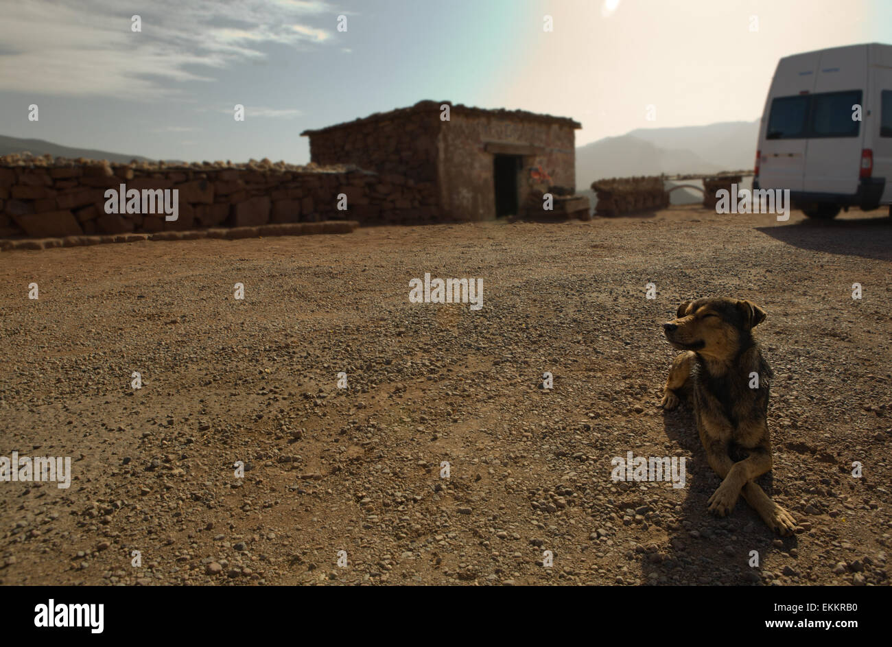 Cane appoggiato accanto a Tizi n'Tichka pass road, Atlante, Marocco Foto Stock