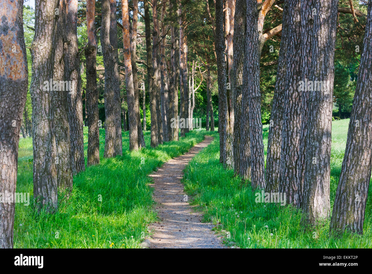 Uno stretto sentiero nel bosco, Mir, Bielorussia Foto Stock