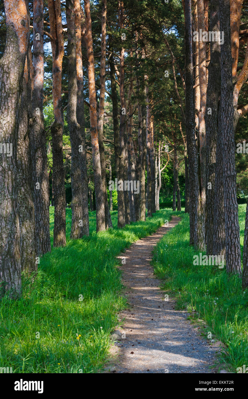 Uno stretto sentiero nel bosco, Mir, Bielorussia Foto Stock