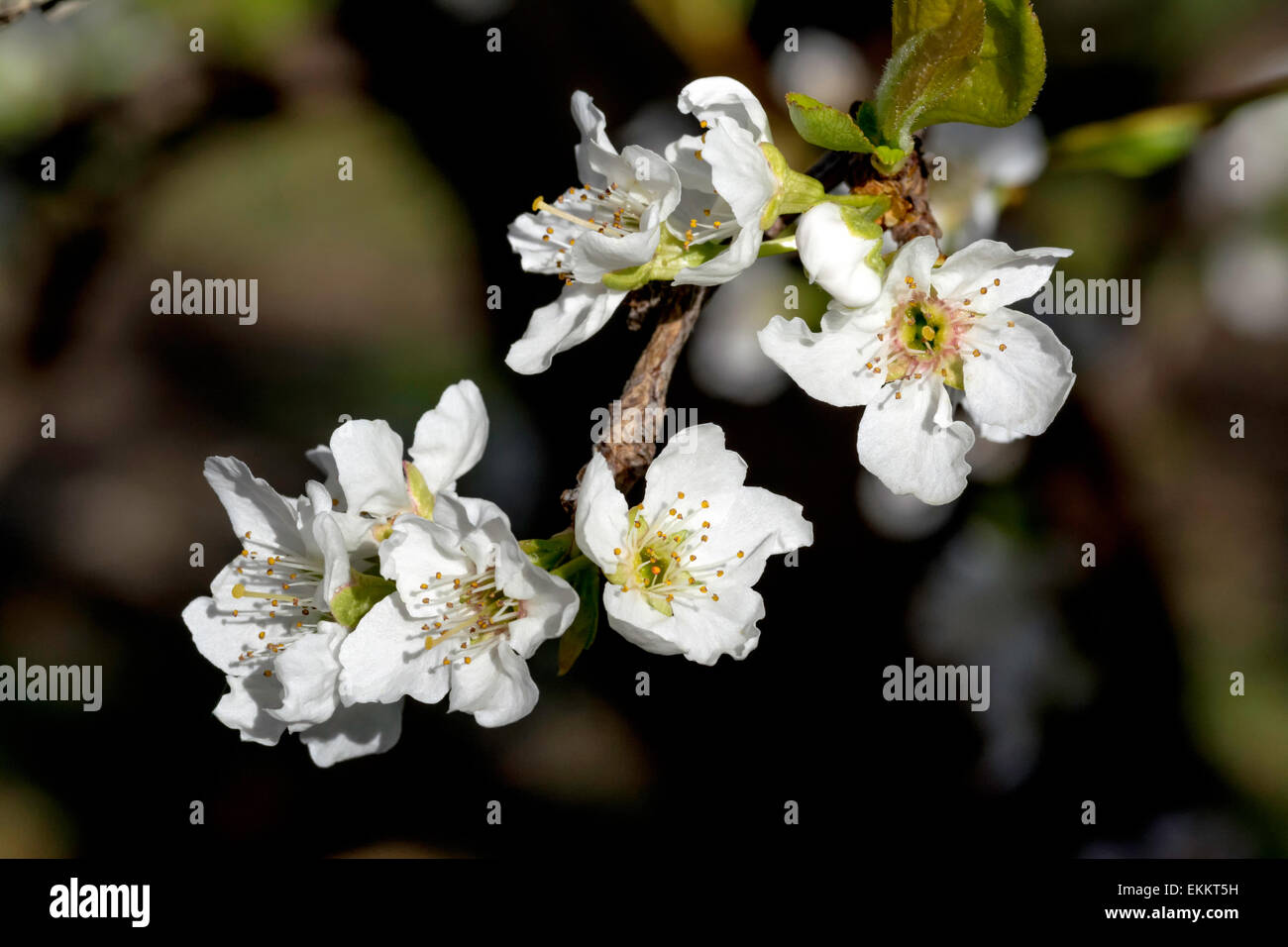 Molla fiori Pluot closeup Foto Stock