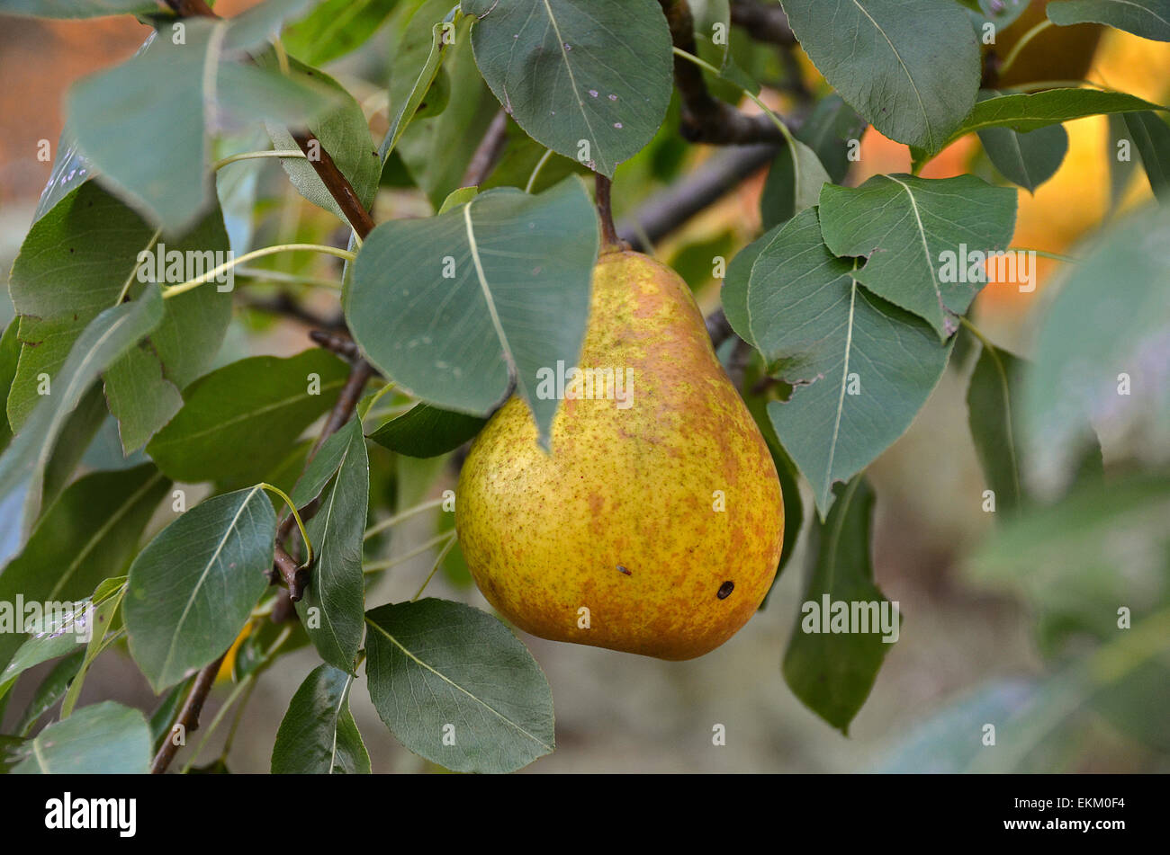 Pera su pear tree. Foto Stock
