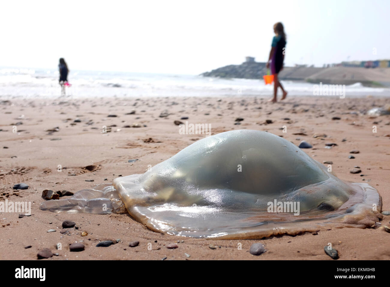 Medusa lavato fino a una spiaggia del Regno Unito Dawlish Warren Inghilterra Foto Stock
