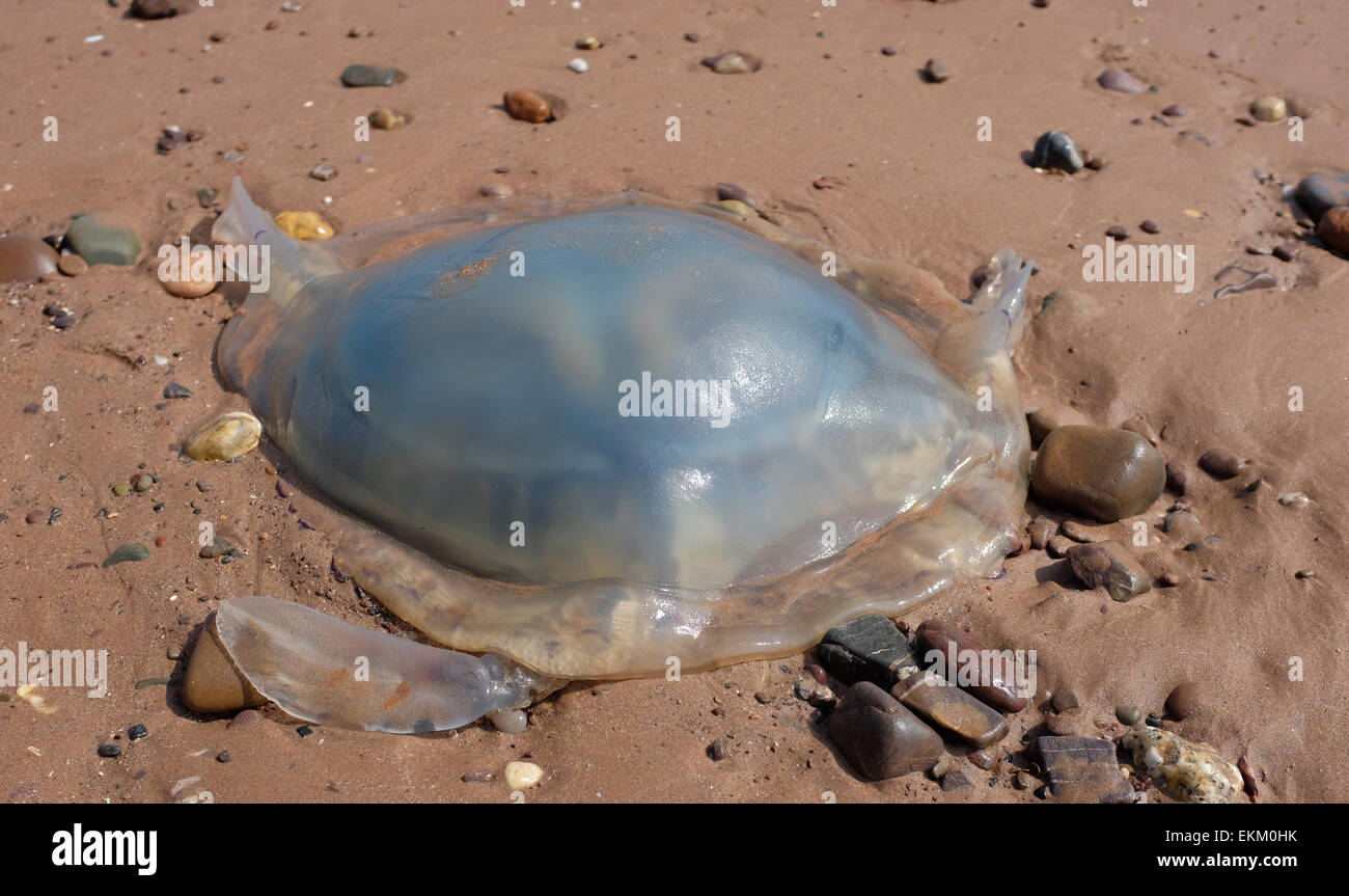 Medusa lavato fino a una spiaggia del Regno Unito Dawlish Warren Inghilterra Foto Stock