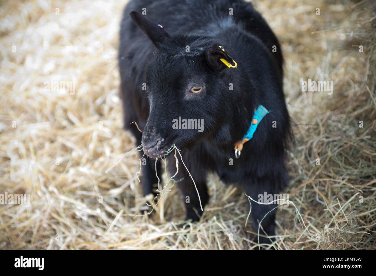 Londra, Regno Unito. Xi Apr, 2015. La capra racing " Oxford' visto prima della gara. Capra annuale evento racing ha ospitato a Spitalfield Farm a Londra. Credito: Geovien in modo pacifico/press/Alamy Live News Foto Stock