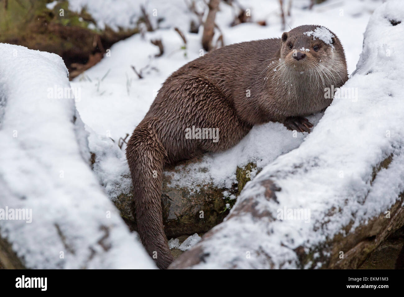 Lontra europea in inverno / Lutra lutra Foto Stock
