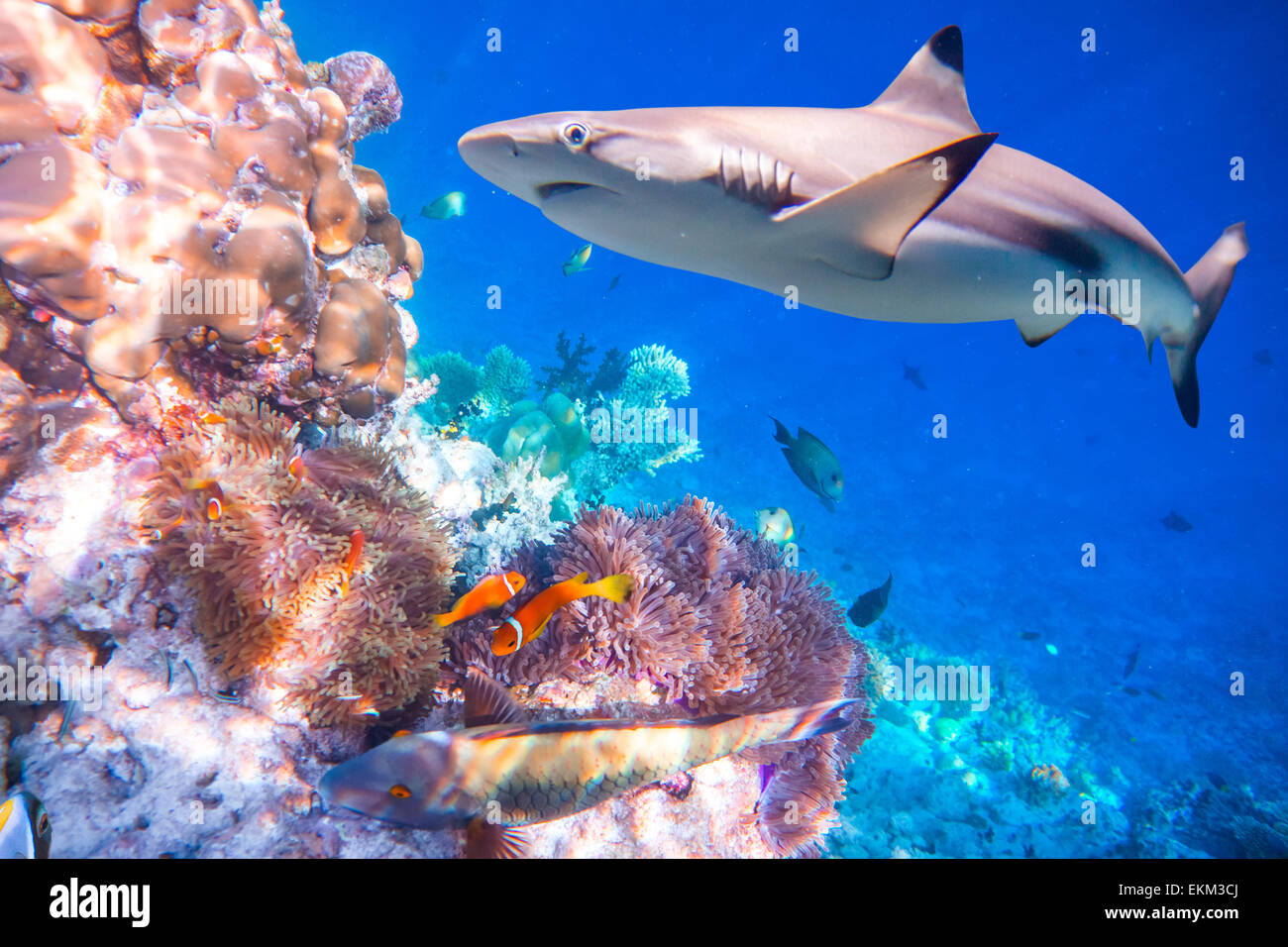 Barriera Corallina con una varietà di coralli duri e molli e squali in background. Focus sui coralli, squali non sono nel fuoco. Maldive Indi Foto Stock