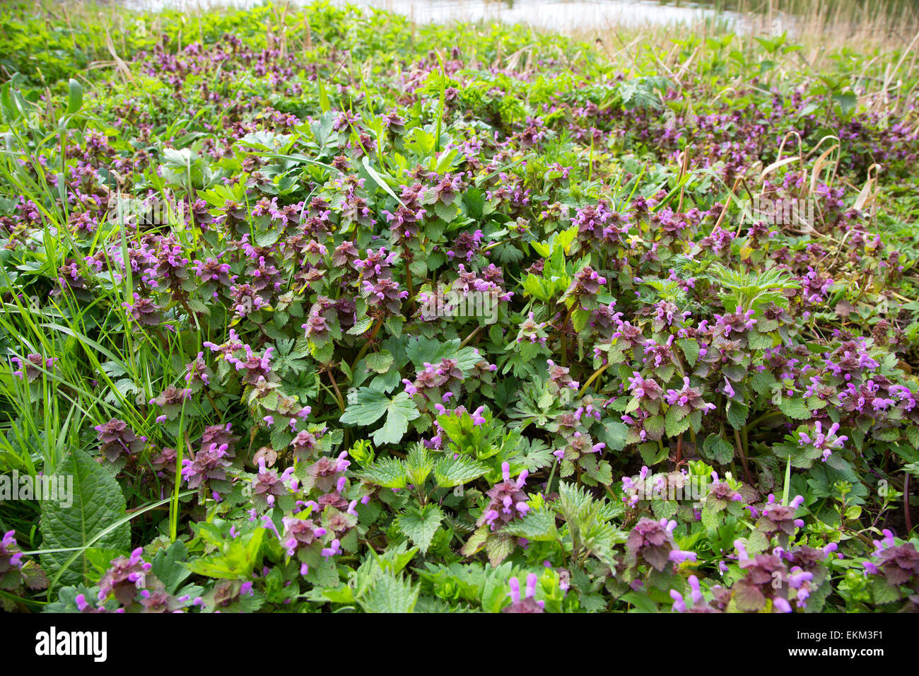 Red dead-ortica (Lamium purpureum) Foto Stock