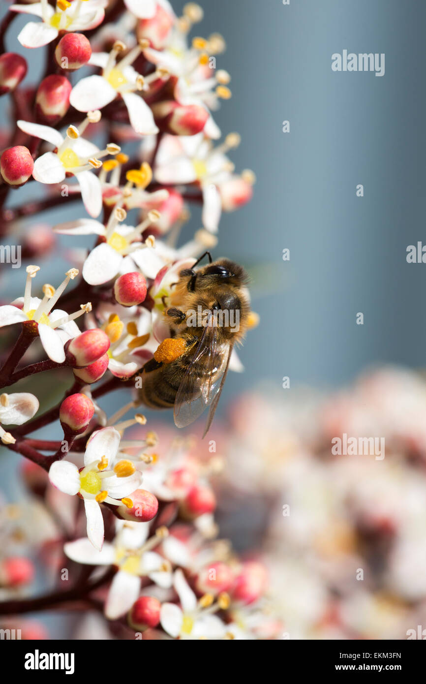 Il miele delle api (Apis mellifera) alimentazione su Skimmia japonica Foto Stock