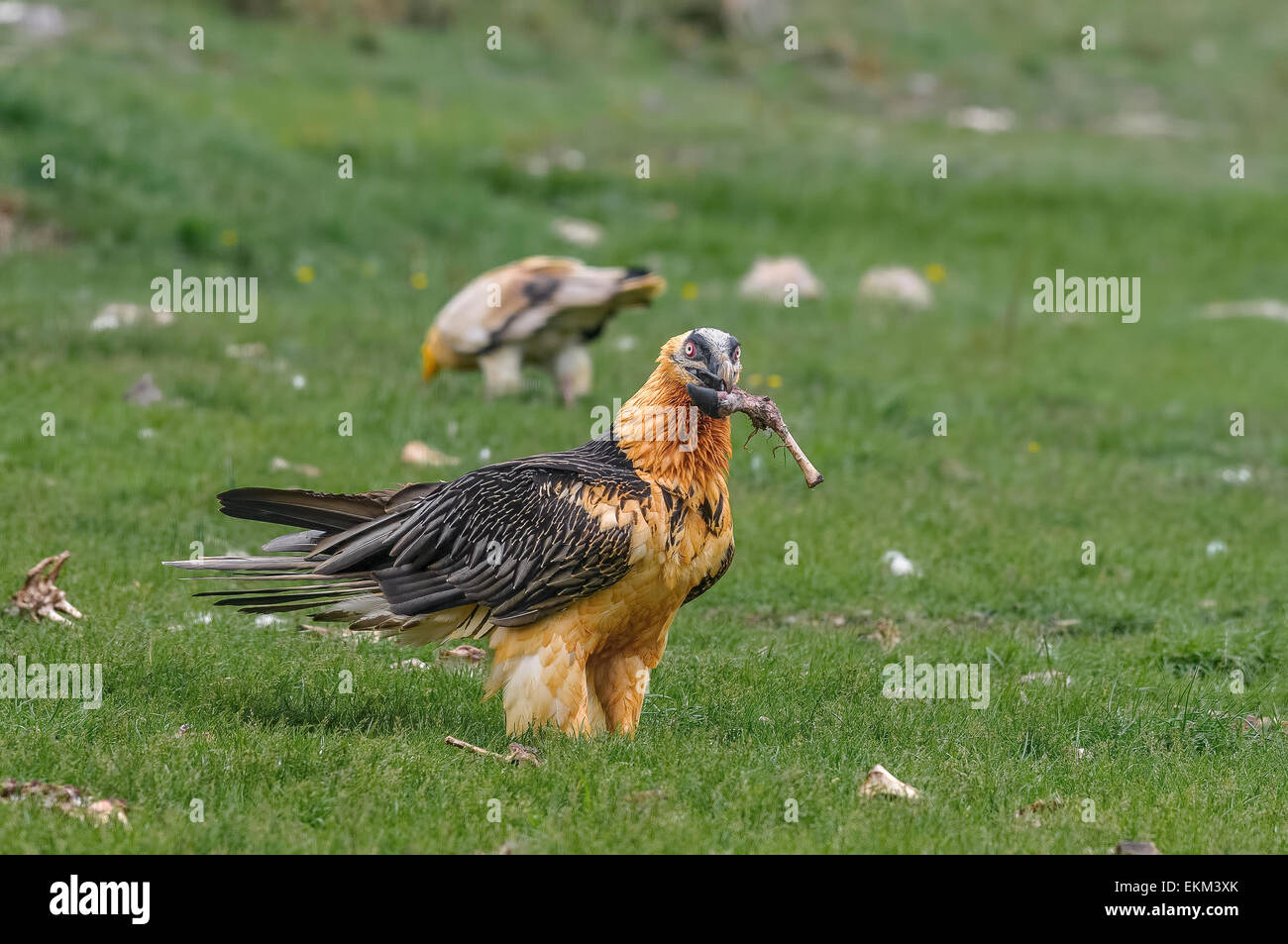 Spagna Pirenei catalani Buseu gipeto Foto Stock