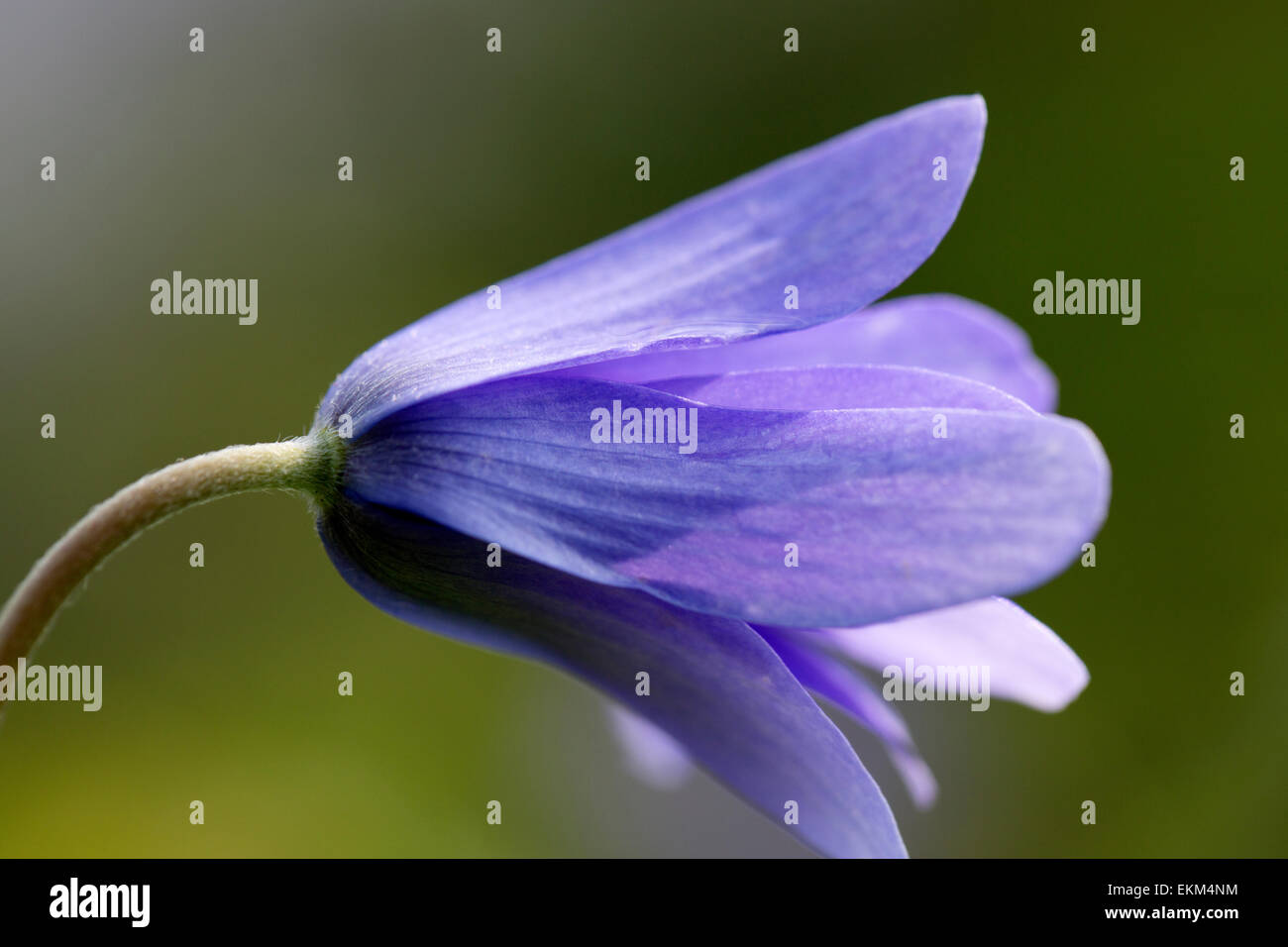 Close-up di blu (Anemone apennina Anemone) Foto Stock