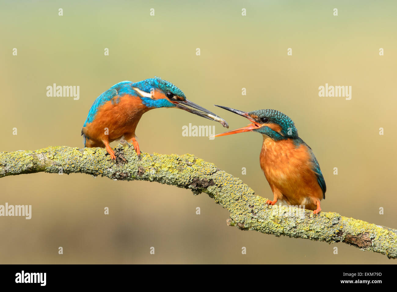 Kingfisher maschio offrendo un pesce alla femmina, parte del comportamento di corteggiamento Foto Stock