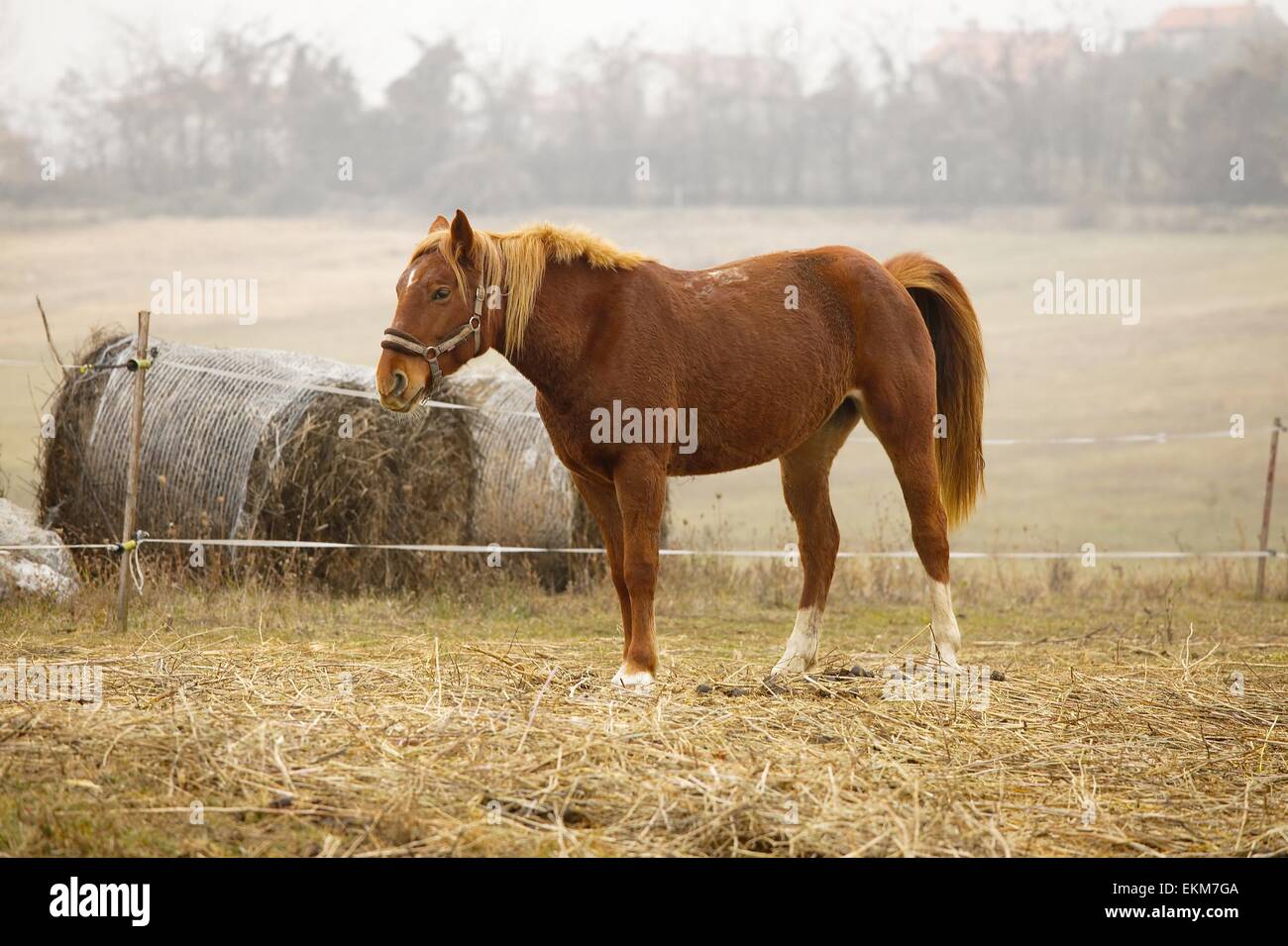 Cavallo Foto Stock
