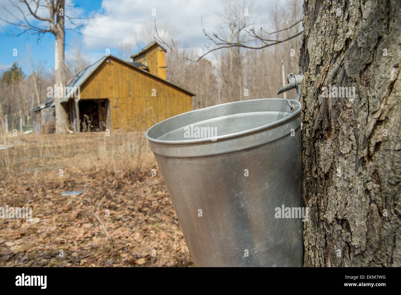 Secchio utilizzato per raccogliere il sap di alberi di acero per produrre lo sciroppo d'acero in Quebec. Foto Stock